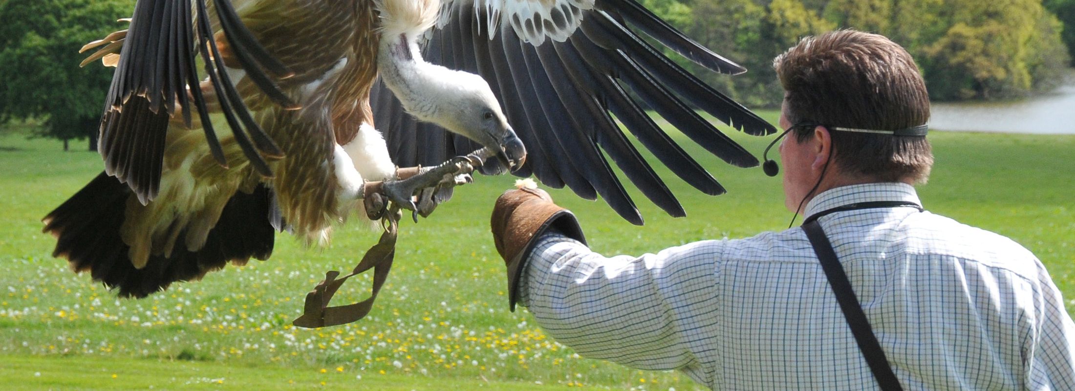 A vulture, landing on the outstretched arm of a man